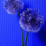 KARIM RASHID GLOBALOVE 55035