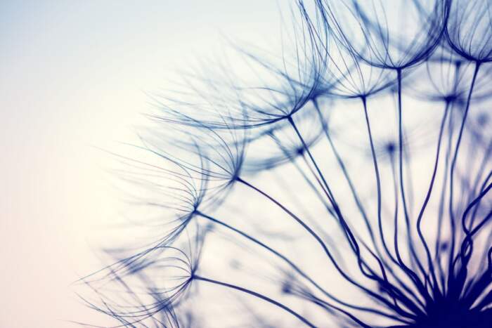 Digital Print Beautiful border of dark dandelion silhouette on the clear background wild taraxacum flower stylish natural wallpaper_81969863 Digital Print Beautiful border of dark dandelion silhouette on the clear background wild taraxacum flower stylish natural wallpaper_81969863
