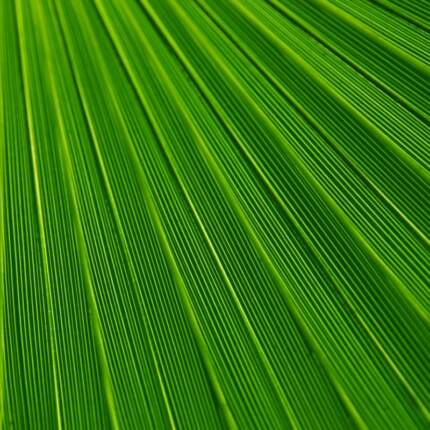 Digital Print Leaf Plant Background Palm Green Lines Texture 21851