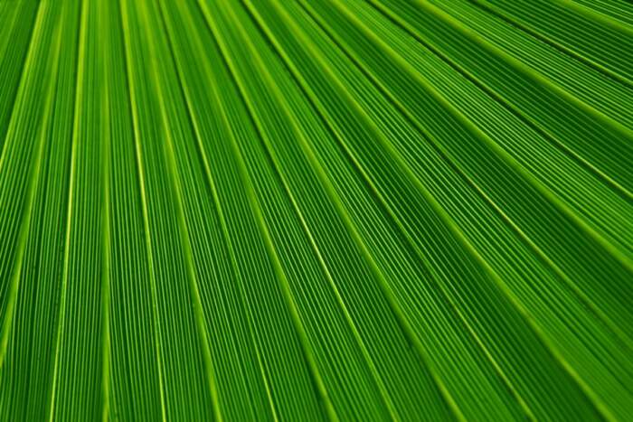 Digital Print Leaf Plant Background Palm Green Lines Texture 21851 Digital Print Leaf Plant Background Palm Green Lines Texture 21851