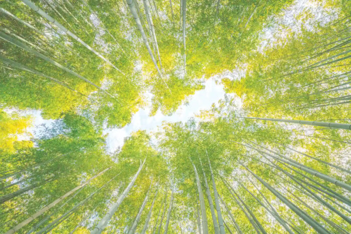 CANOPY-OF-LIFE-8801-98 CANOPY-OF-LIFE-8801-98